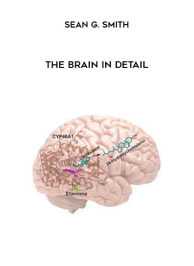 The Brain in Detail from Sean G. Smith